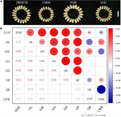 Quantitative trait loci identification and breeding value estimation of grain weight-related traits based on a new wheat 50K single nucleotide polymorphism array-derived genetic map